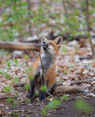Red fox kit playing with a branch in springtime in Canada 