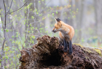 Red fox kit standing on a mossy log deep in the forest in early spring in Canada