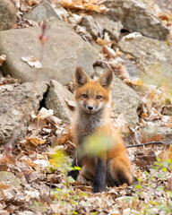Red fox kit closeup in the leaves in springtime in Canada 