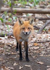 Fototapeta premium Red fox looking surprised standing in the forest in springtime in Canada 