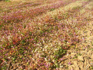 早春のホトケノザとナズナ咲く野原風景