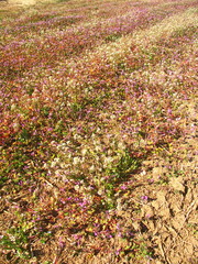 早春のホトケノザとナズナ咲く野原風景