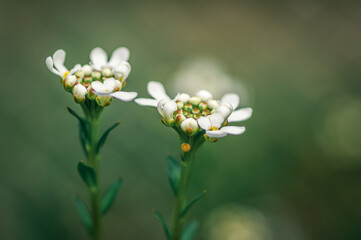 białe delikatne kwiaty wiosenne na zielonym tle w ogrodzie © Henryk Niestrój