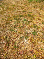 春の若草生える住宅建設予定地