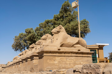 A number of sculptures of sphinx-rams stand on pedestals.  Background - blue sky, green trees. Karnak Temple of Luxor. Egypt