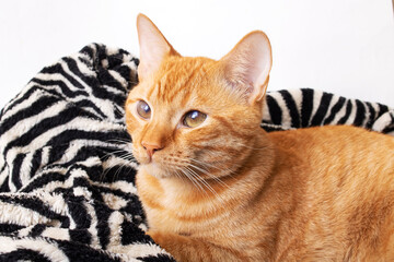 Little red kitten on the bed portrait