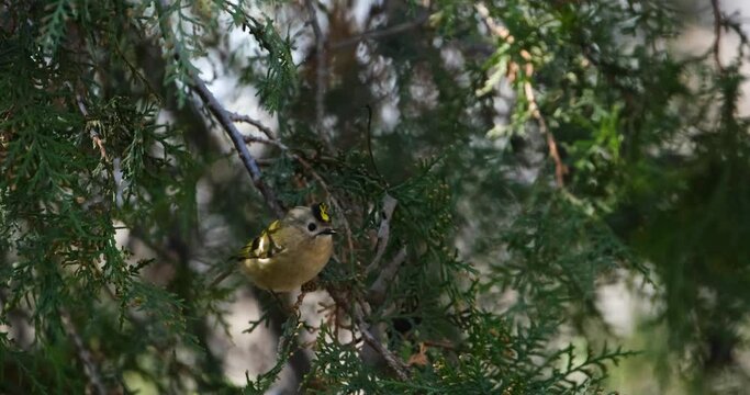 Goldcrest or Regulus regulus bird close up