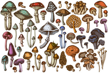 Forest mushrooms hand drawn vector illustrations collection. Colored mushrooms, fly agaric, blewit, etc. - obrazy, fototapety, plakaty