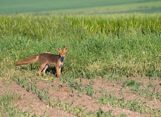 Der Rotfuchs (Vulpes vulpes)