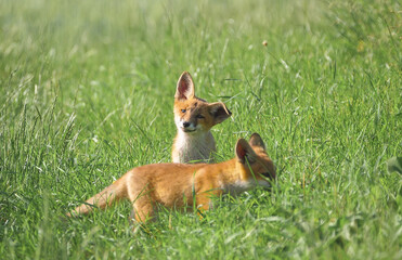 Der Rotfuchs (Vulpes vulpes) - Welpe