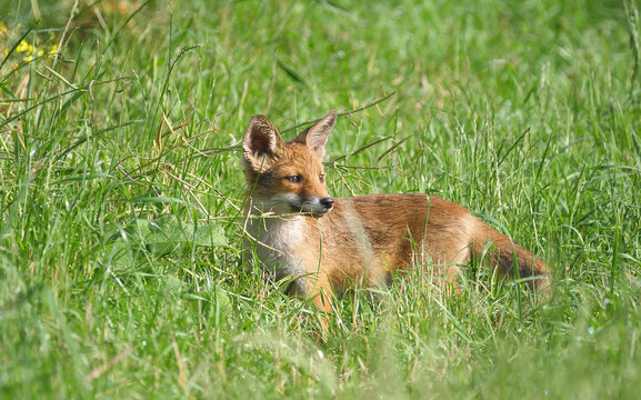 Der Rotfuchs (Vulpes vulpes) - Welpe