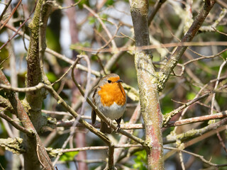 perched robin