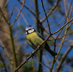 blue tit