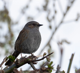 small wetland bird