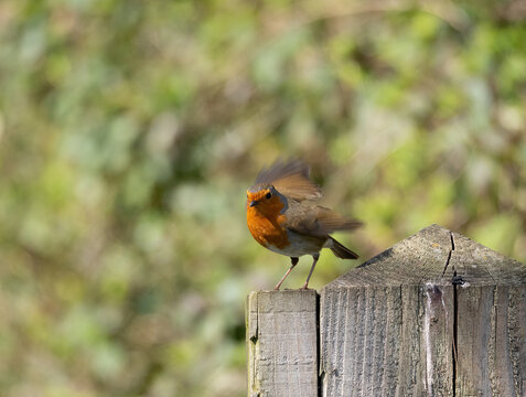 robin taking off