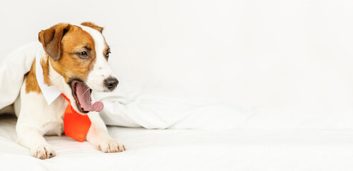 Cute dog jack russell breed lying at home under the covers on the bed in a red tie