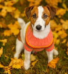Portrait of a young dog Jack Russell breed with a sweater on a background of yellow grass covered with autumn leaves top view. Cozy autumn concept.
