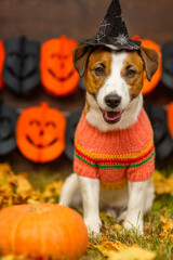 A young Jack Russell dog with a witch's hat on his head lies on fallen leaves in the yard dressed up for Halloween next to a pumpkin. Happy halloween concept