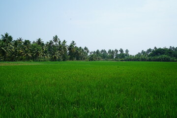 green rice field