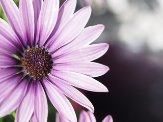 Obraz premium OLYMPUS DIGITAL CAMERA