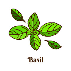 Hand drawn vector illustration of basil isolated on white background.