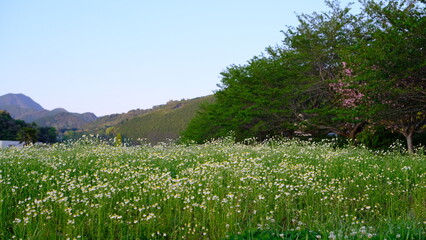 Obraz premium 野原