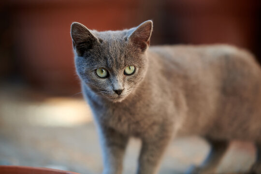 Photograph of a gray cat at home