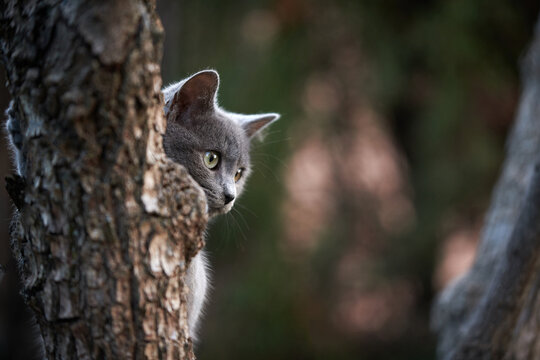 Photograph of a gray cat perched on a tree