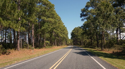Fototapeta premium Road Lined with Tall Southern Pine Trees in Sunlight