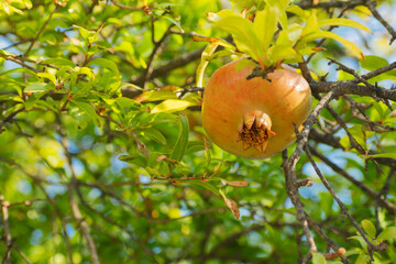 ripe pomegranate on tree