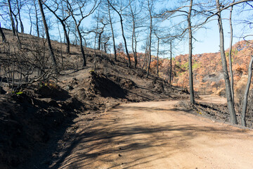 the road in the mountains, forest after fire in Turkey