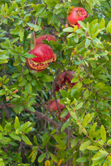 ripe turkish pomegranates at branch 