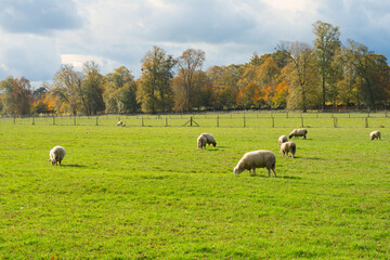 sheeps in the meadow in a small city in France