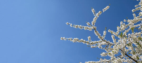 Spring banner with copy space. Branch of blooming white flowers of cherry plum tree in early spring. Amazing natural floral spring banner or greeting card, postcard, poster.