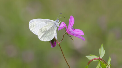Delicate Forest White butterfly (Leptidea sinapis) on plant
