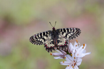 Southern Scalloped Butterfly (Zerynthia polyxena) on plant