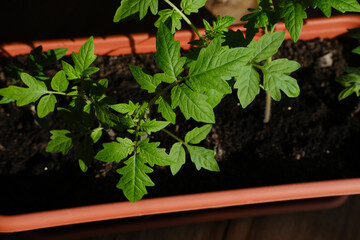 Tomato seedling in a pot. Growing vegetables at home.