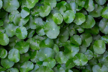 Top view of round green leaves