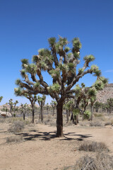 Fototapeta premium tree in the desert