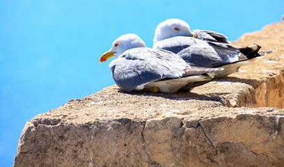 seagulls sleeping in the sun on a wall