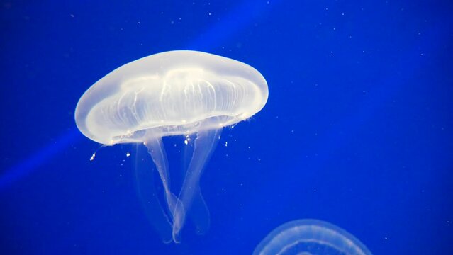 Close up shot of majestic White Jellyfish diving in bright blue ocean water