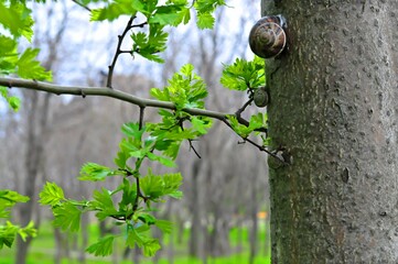Snails on the tree hid in the first spring leaves. Selective focus