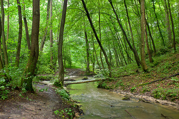 landscape with a stream in a green forest