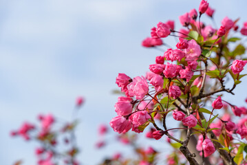 Flower of Hall crabapple starting to bloom