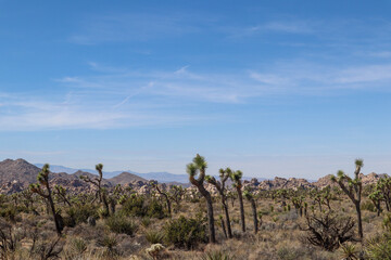 joshua tree national park state