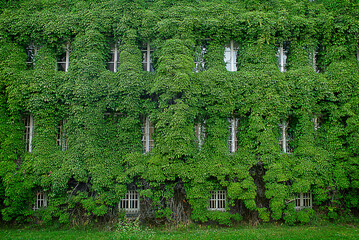 old building overgrown with green ivy close-up