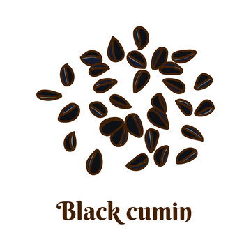 Hand drawn vector illustration of black cumin isolated on white background.