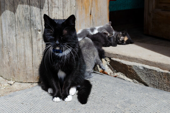 A domestic black and white cat basks in the sun while her kittens play with each other on the doorstep. Rural life concept. Horizontal orientation. Copy space.
