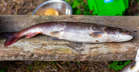 Caught taimen fish on a wooden table