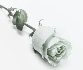 lone rose monochrome on white